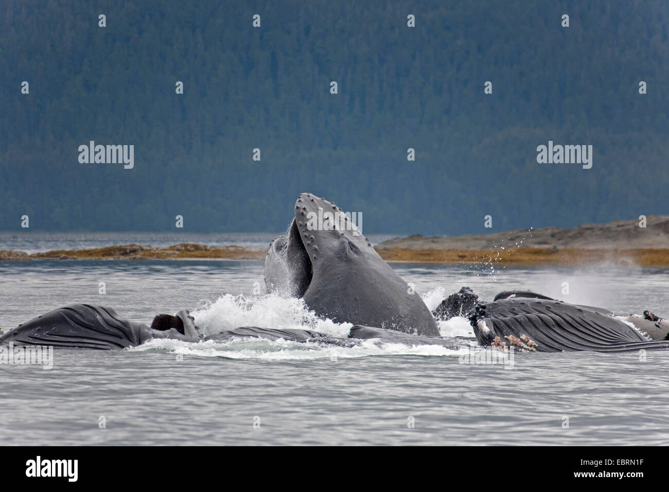 humpback whale (Megaptera novaeangliae), bubble net feeding, USA, Alaska, Admirality Island, Lynn Canal Stock Photo