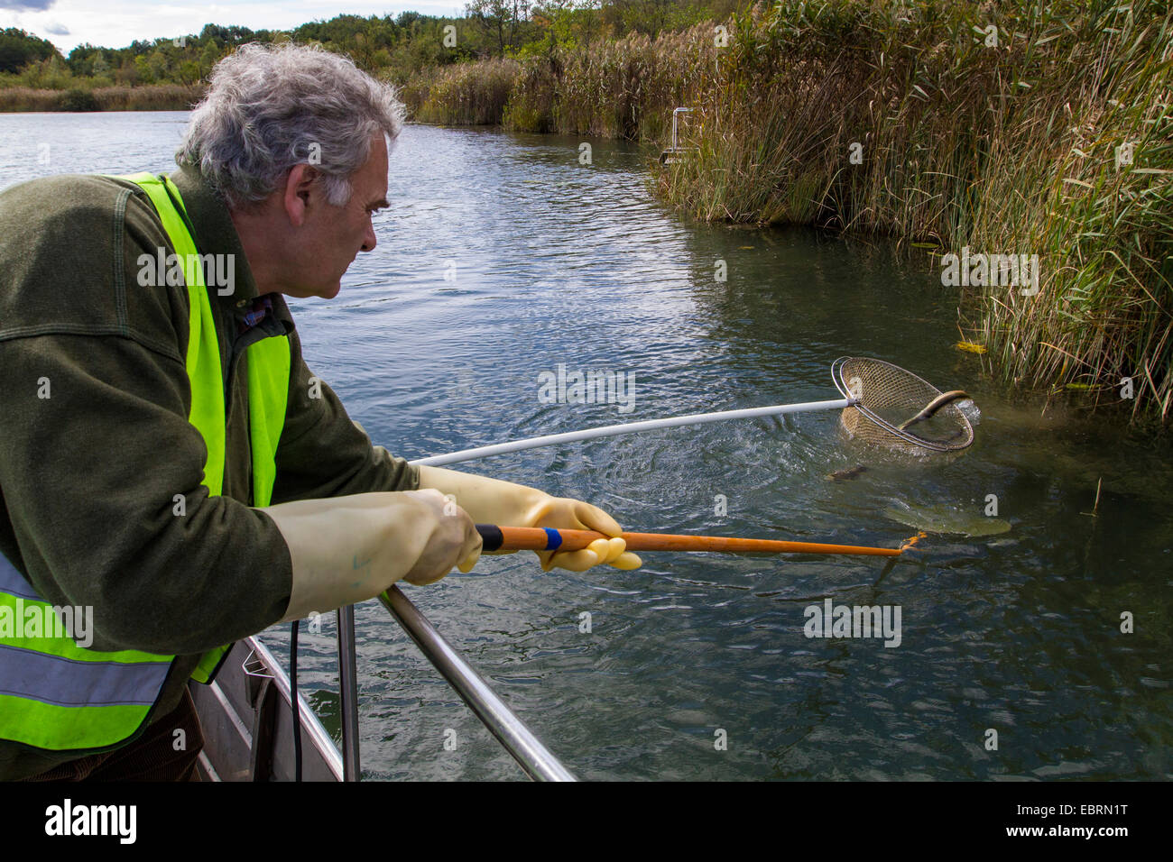 eel, European eel, river eel (Anguilla anguilla), electrofishing at a lake shore for population
