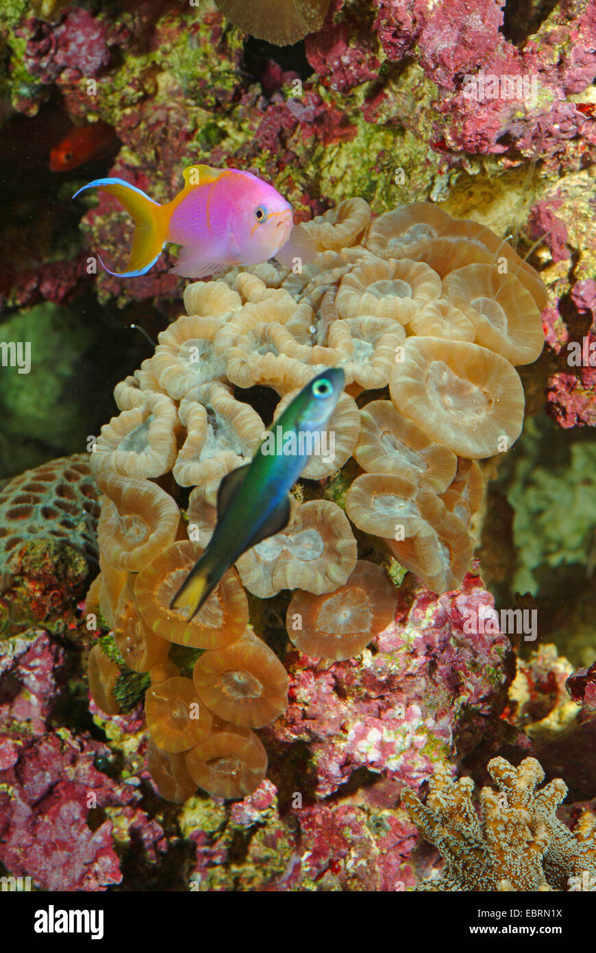 Stony coral  (Caulastrea spec.,), with coral fishes Stock Photo