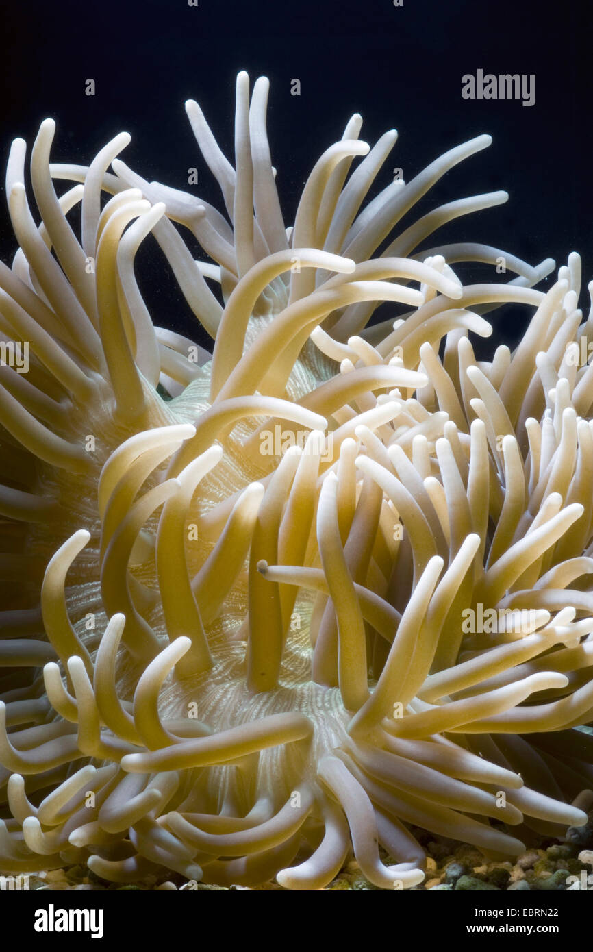 Leather anemone, Leathery sea anemone (Heteractis crispa), close-up view of a leathery sea anemone Stock Photo