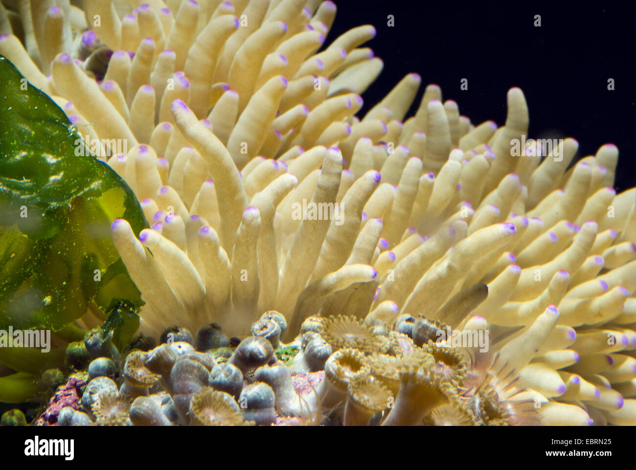 Leather anemone, Leathery sea anemone (Heteractis crispa), detail of a leathery sea anemone Stock Photo
