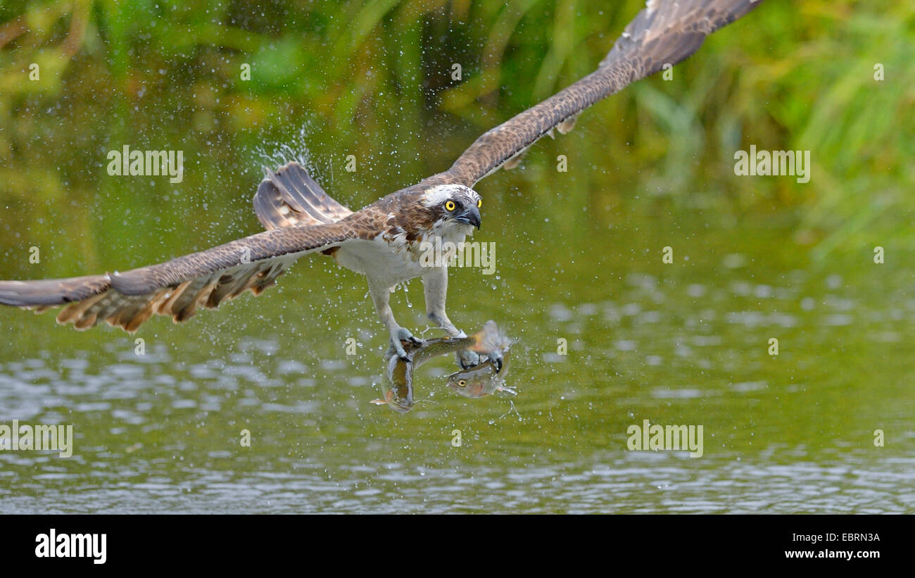 osprey, fish hawk (Pandion haliaetus), flying eagle with two fishes in its claws, Finland Stock Photo