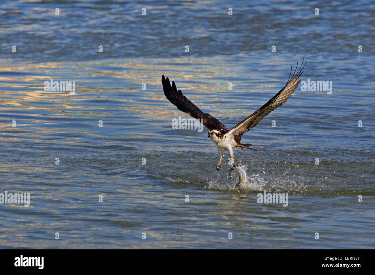 osprey, fish hawk (Pandion haliaetus), flies off from the water with a