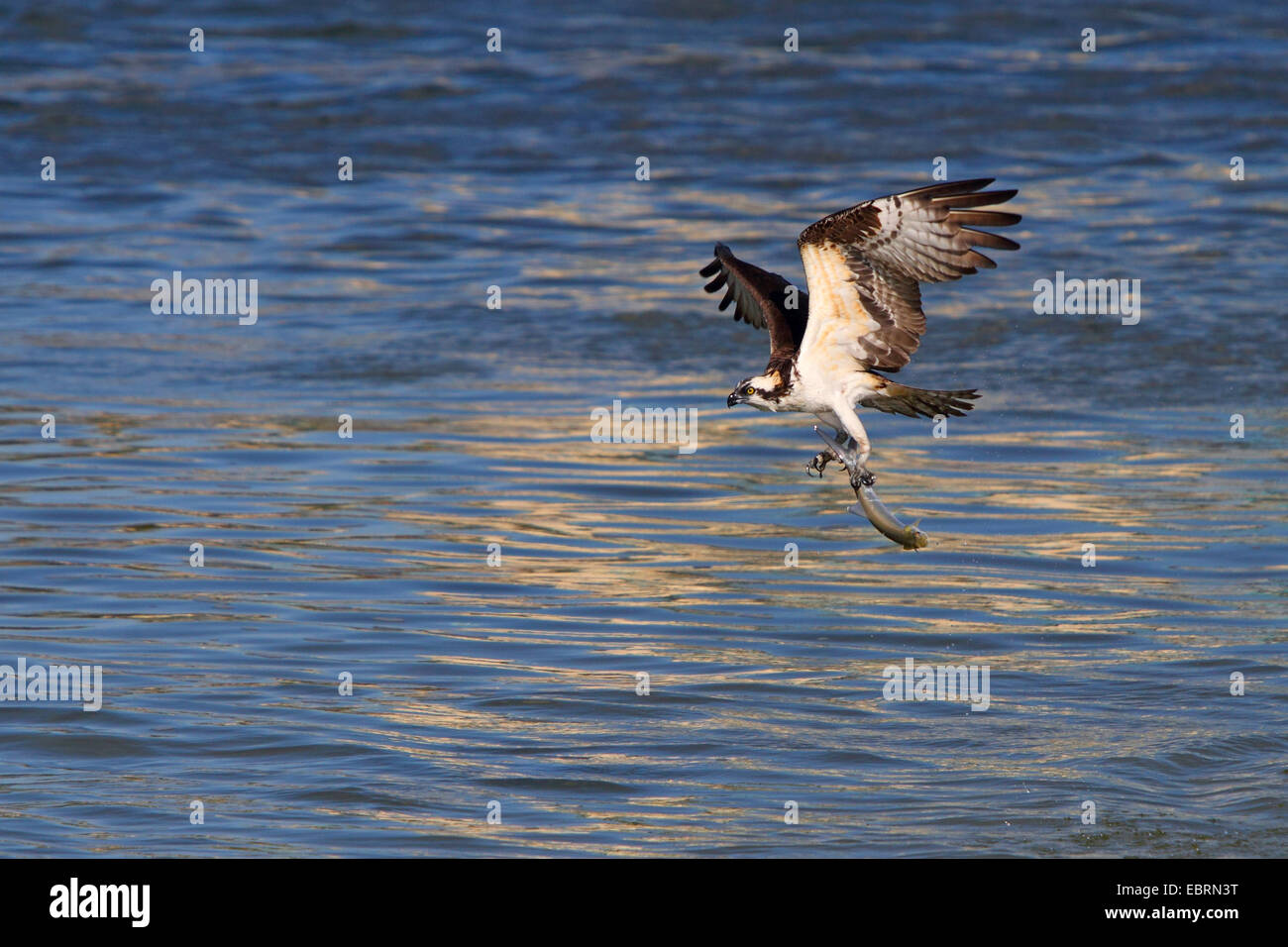 osprey, fish hawk (Pandion haliaetus), flying osprey with a fish in the claw, USA, Florida Stock Photo