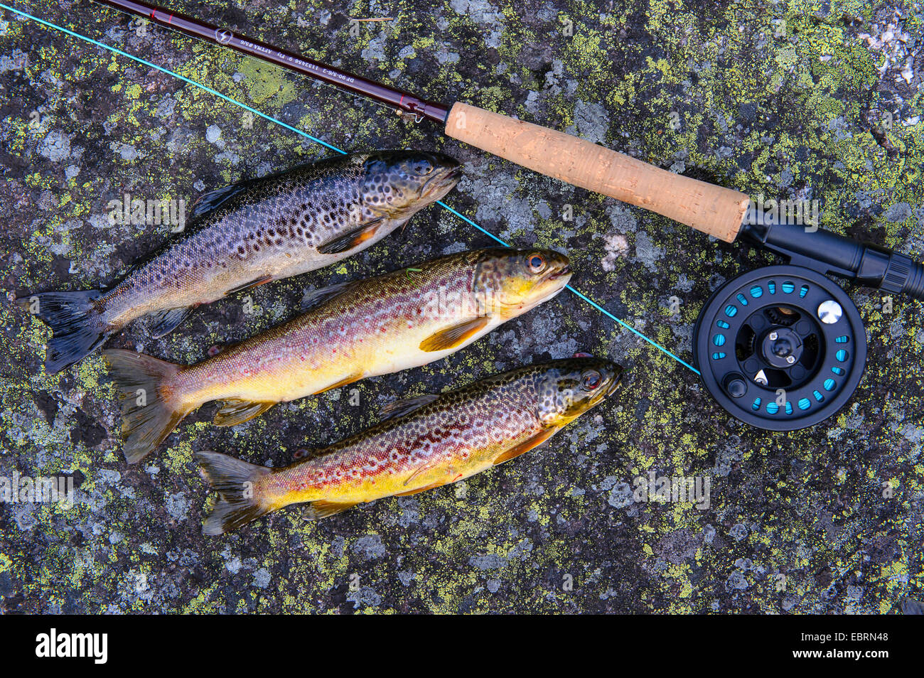 brown trout, river trout, brook trout (Salmo trutta fario), three fished trouts at fly fishing