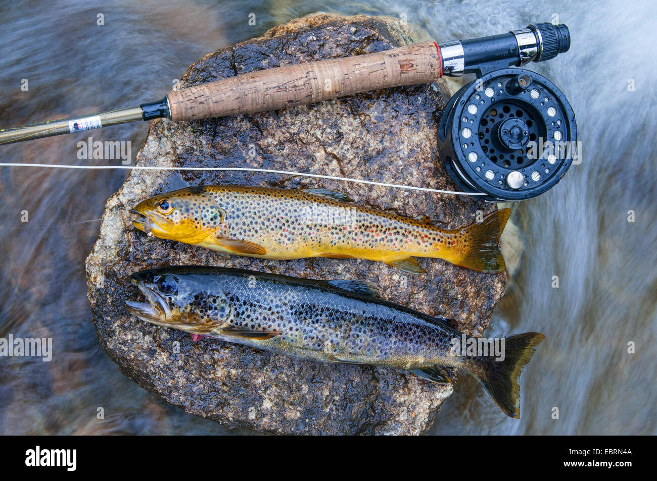 brown trout, river trout, brook trout (Salmo trutta fario), angle with two river trouts on a