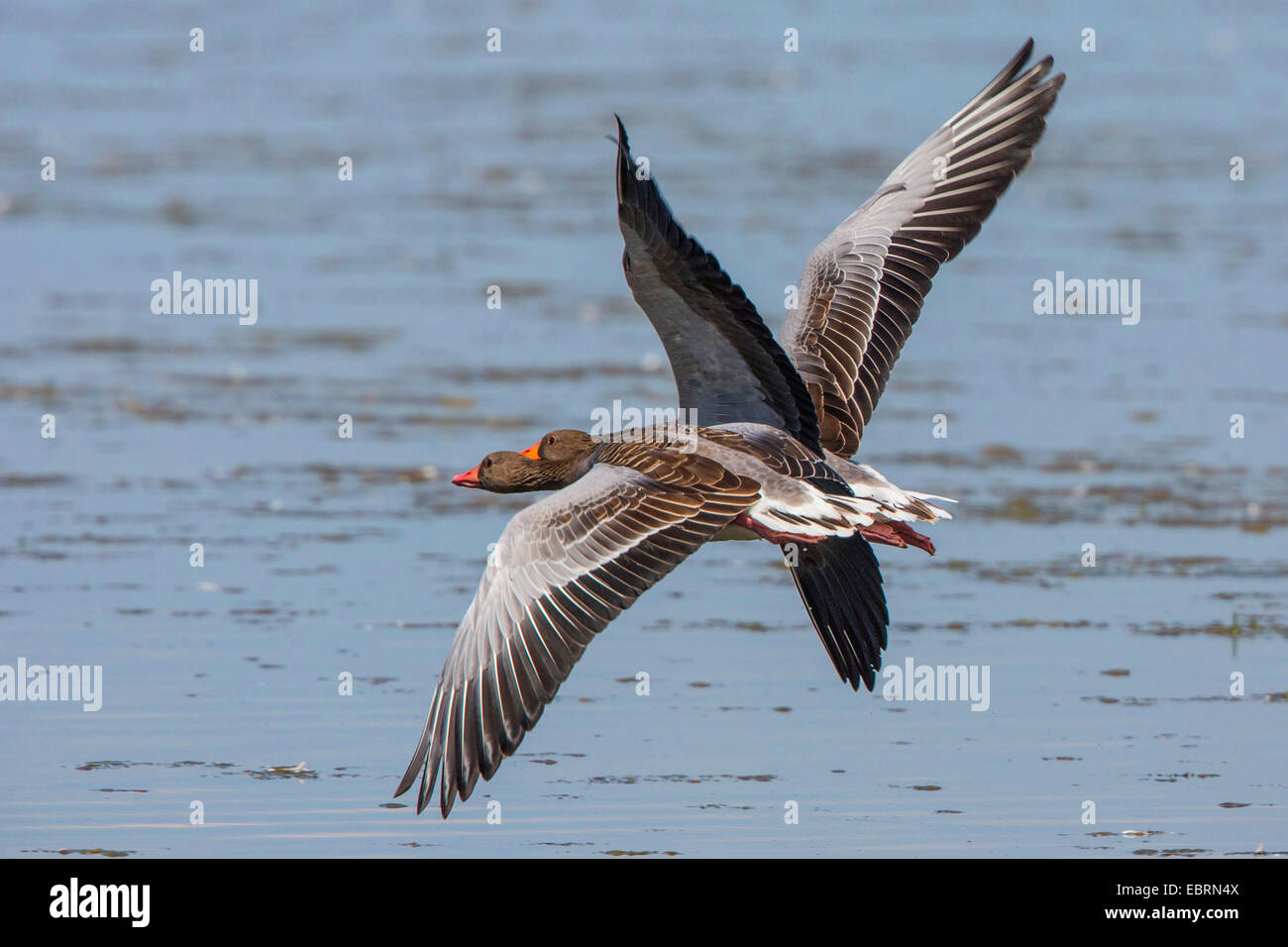 greylag goose (Anser anser), two geese in flight, Germany, Bavaria, Lake Chiemsee Stock Photo