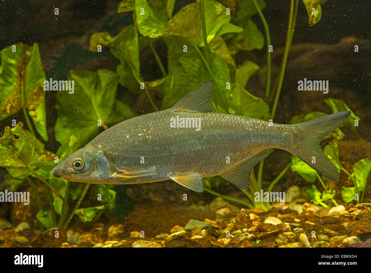 East European bream, zaehrte, Baltic vimba, Vimba bream, Vimba, Zanthe, Zarte (Vimba vimba, Abramis vimba), in front of pond-lilies, Germany Stock Photo