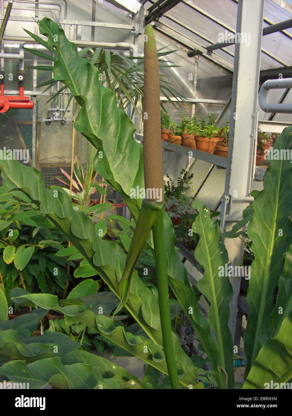 Anthurium schlechtendalii (Anthurium schlechtendalii), blooming in a green house Stock Photo