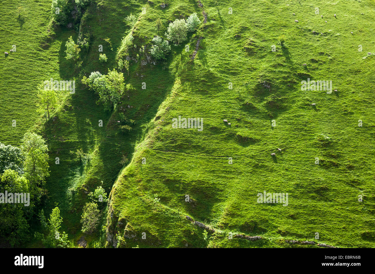 Sheep grazing on the steep slope of Wolfscote Dale in the Peak District. Summer greenery. Stock Photo