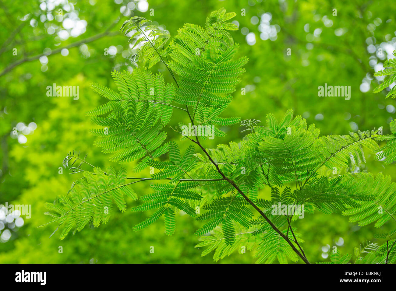 Silk Tree, Pink Siris (Albizia julibrissin), leaves, USA, Tennessee, Great Smoky Mountains National Park Stock Photo