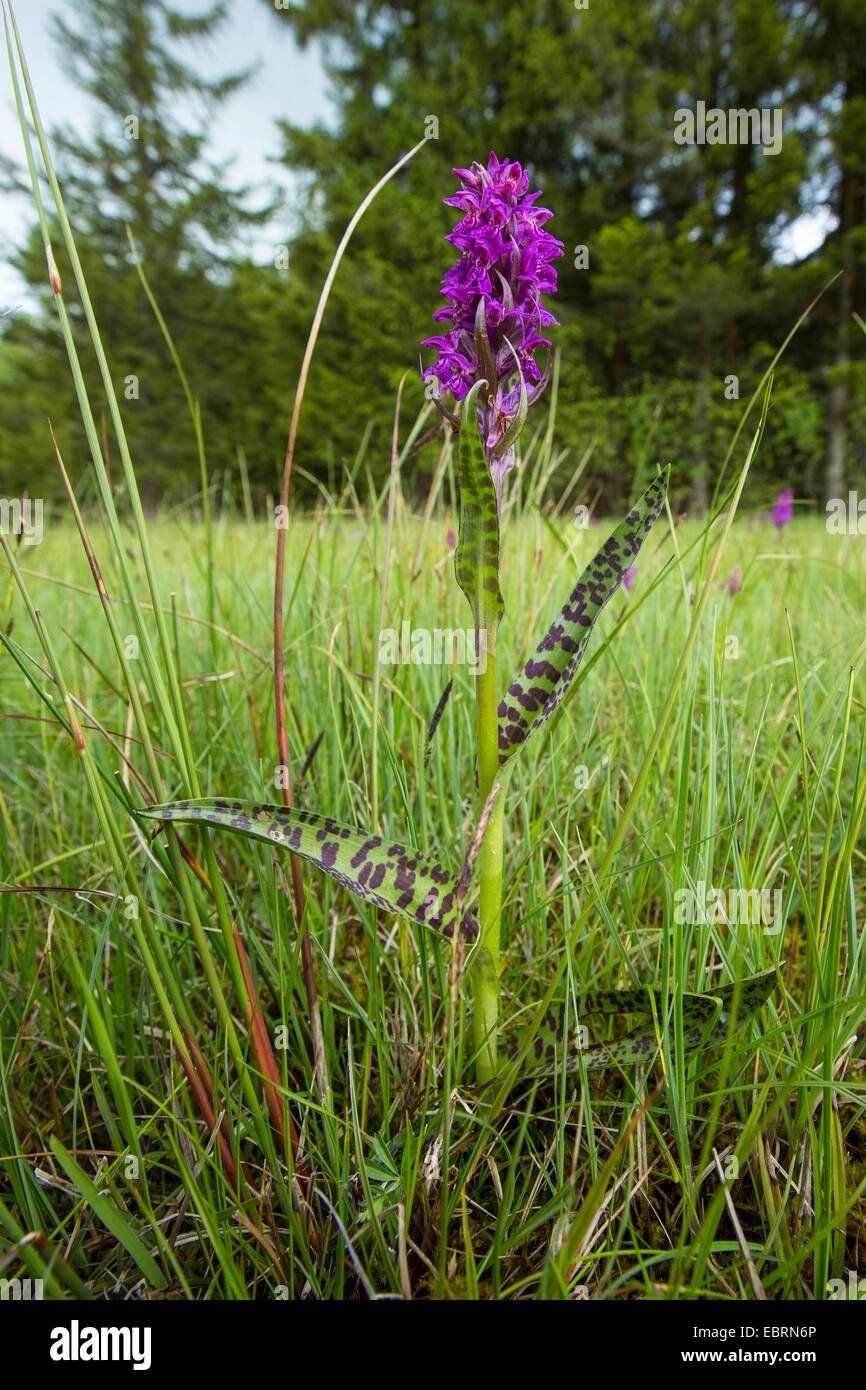 western marsh-orchid (Dactylorhiza majalis), blooming in a meadow, Germany, Bavaria Stock Photo