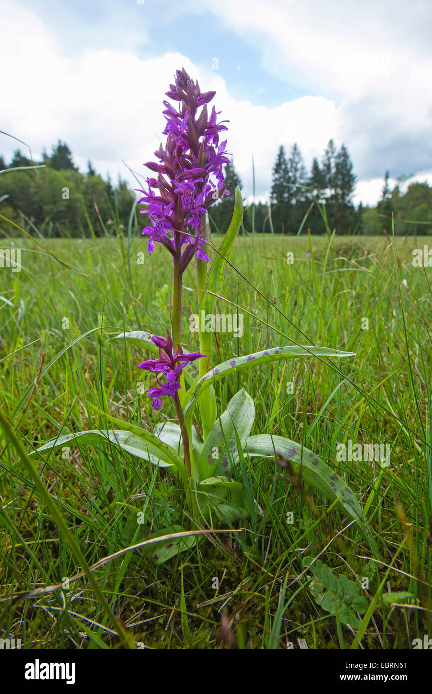 western marsh-orchid (Dactylorhiza majalis), blooming in a meadow, Germany, Bavaria Stock Photo