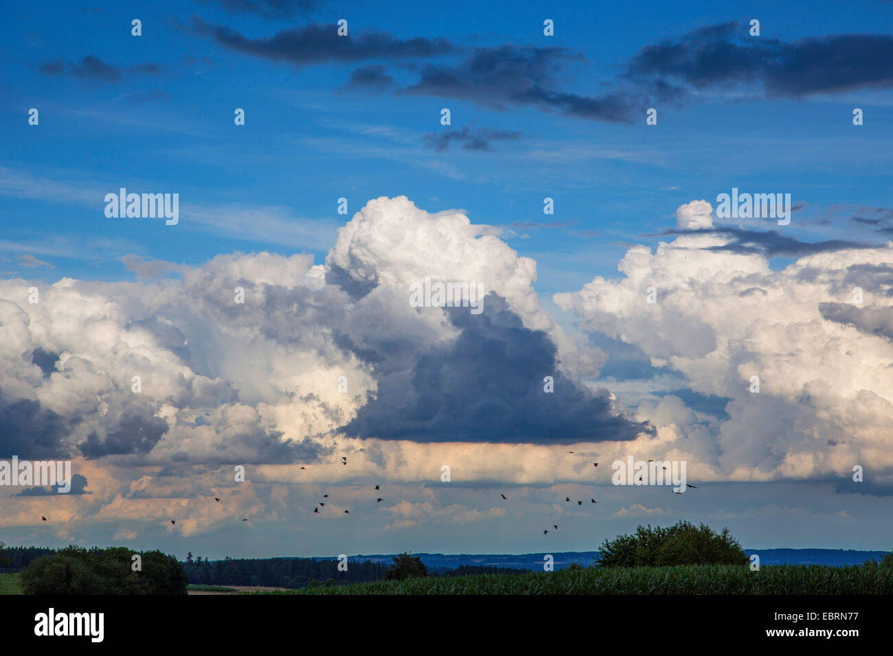 Cumulus congestus , Germany, Bavaria, Isental Stock Photo