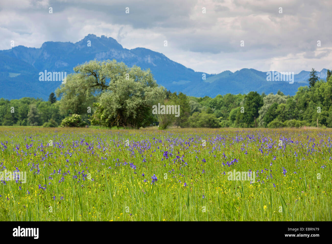Siberian Iris, Siberian flag (Iris sibirica), blooming in front of alps, Germany, Bavaria, Chiemgau Stock Photo