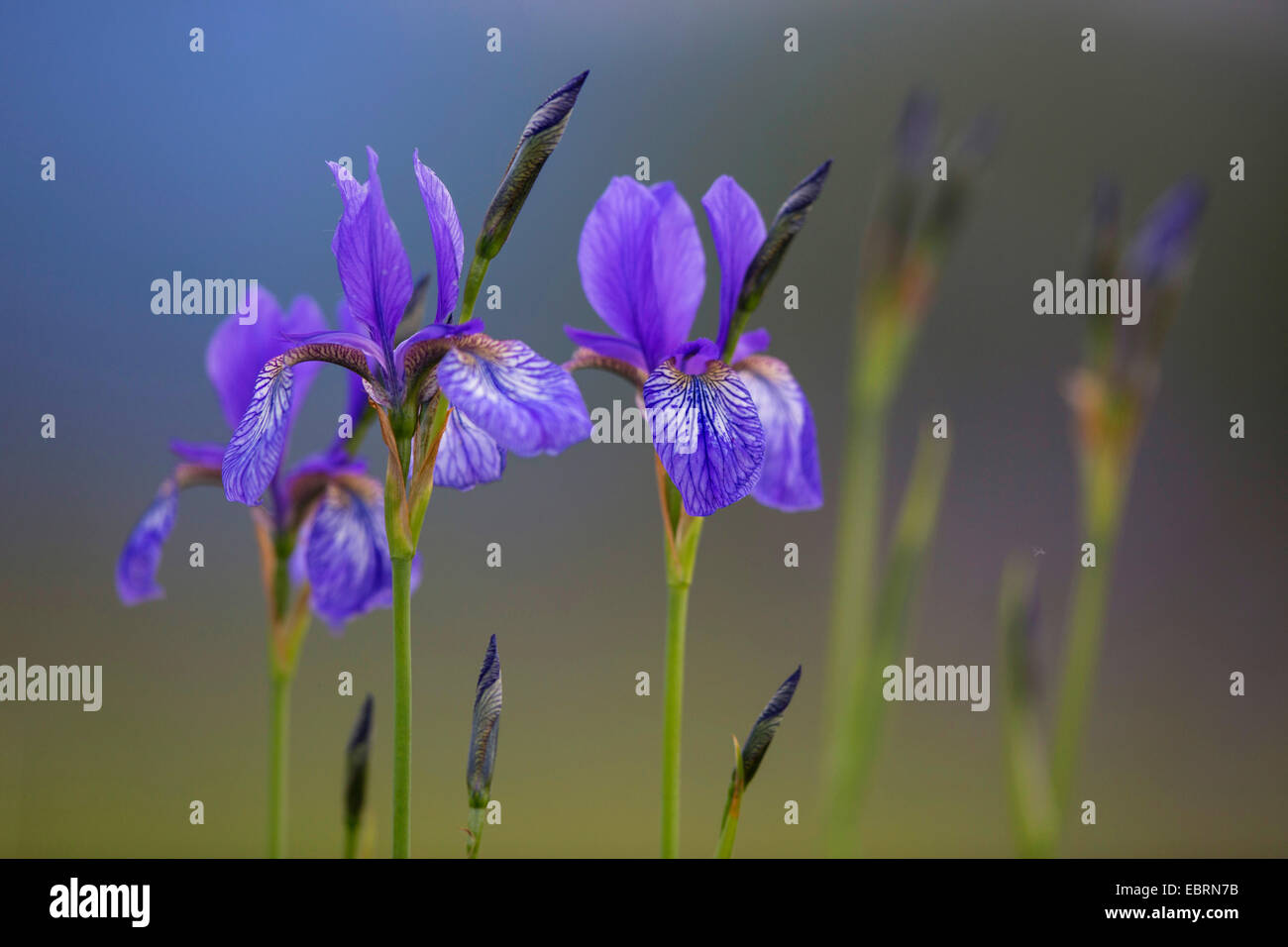 Siberian Iris, Siberian flag (Iris sibirica), flower, Germany, Bavaria, Chiemgau Stock Photo
