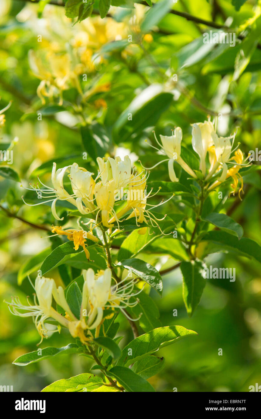 Japanese honeysuckle (Lonicera japonica), blooming, USA, Tennessee, Great Smoky Mountains National Park Stock Photo