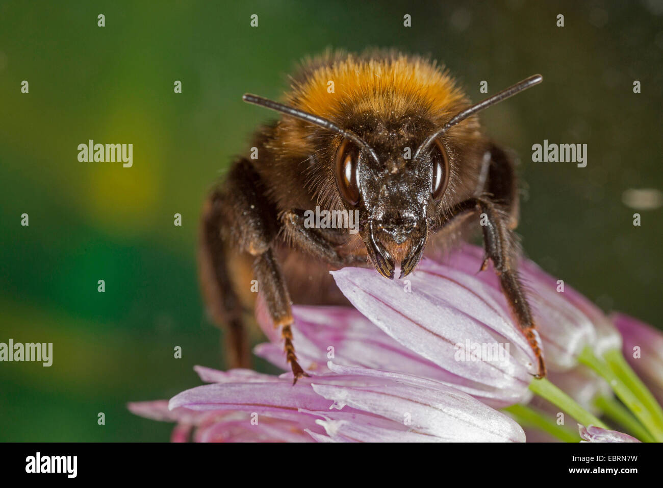 buff-tailed bumble bee (Bombus terrestris), at leek blossom, Germany, Bavaria Stock Photo