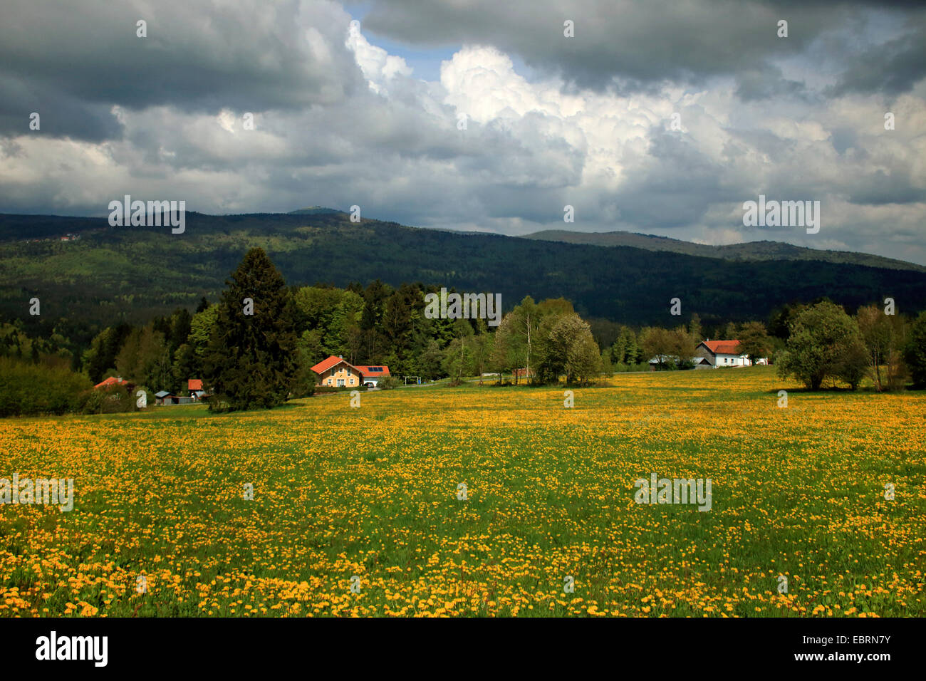 dark clouds above dandelion meadow in spring, view to Lusen, Germany, Bavaria, Bavarian Forest National Park Stock Photo