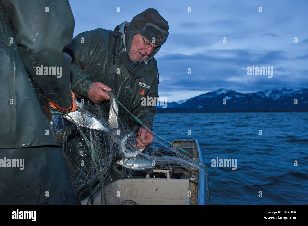 whitefishes, lake whitefishes (Coregonus spec.), artificial reproduction, catching of the fishes with a gillnet, Germany, Bavaria, Lake Chiemsee Stock Photo