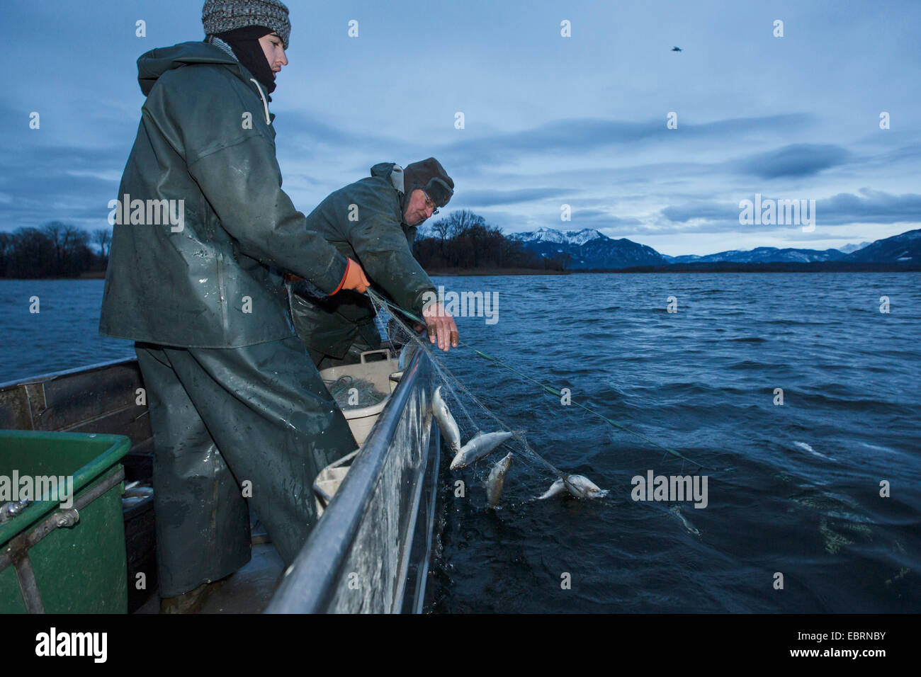 whitefishes, lake whitefishes (Coregonus spec.), artificial reproduction, catching of the fishes with a gillnet, Germany, Bavaria, Lake Chiemsee Stock Photo