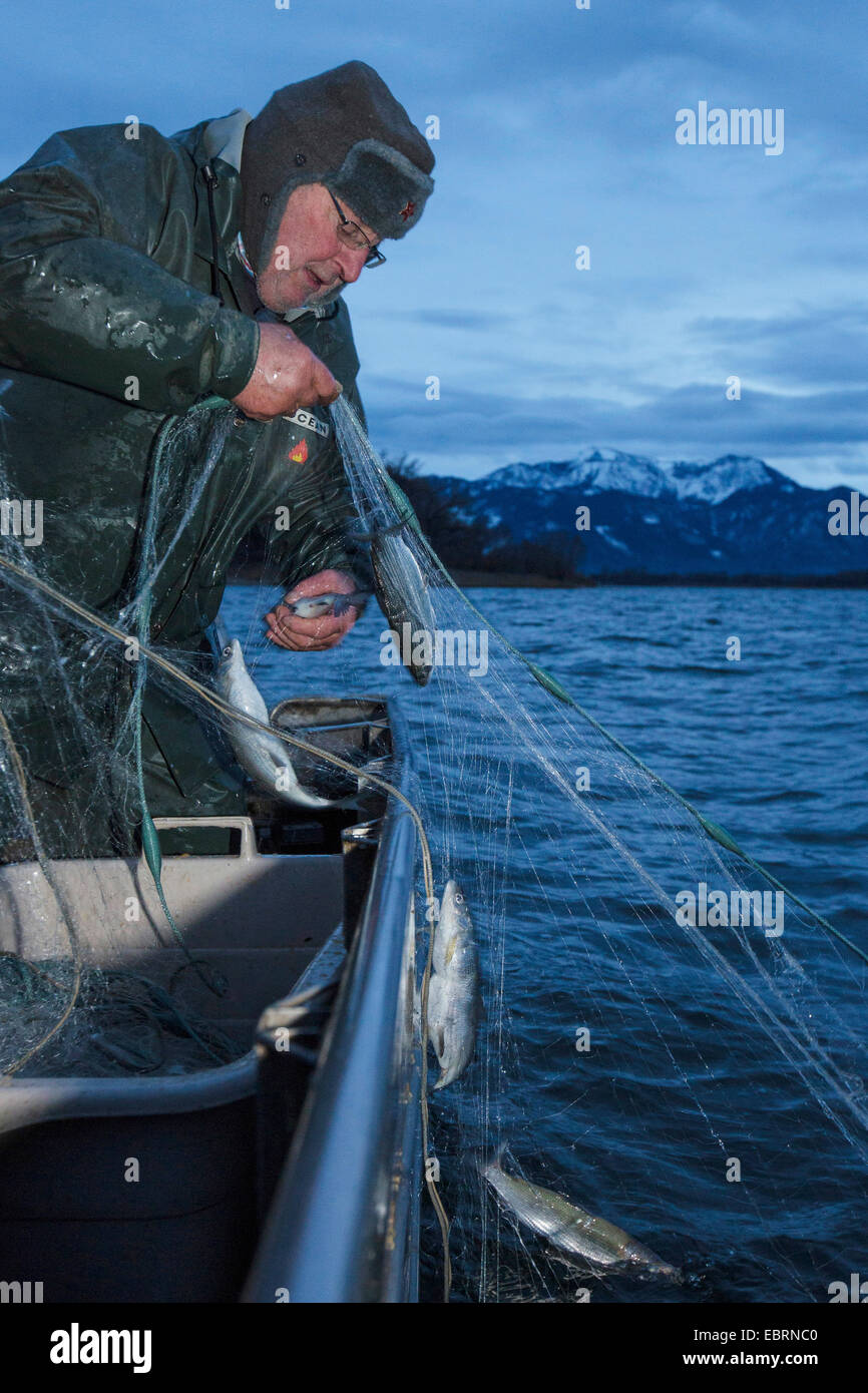 whitefishes, lake whitefishes (Coregonus spec.), artificial reproduction, catching of the fishes with a gillnet, Germany, Bavaria, Lake Chiemsee Stock Photo