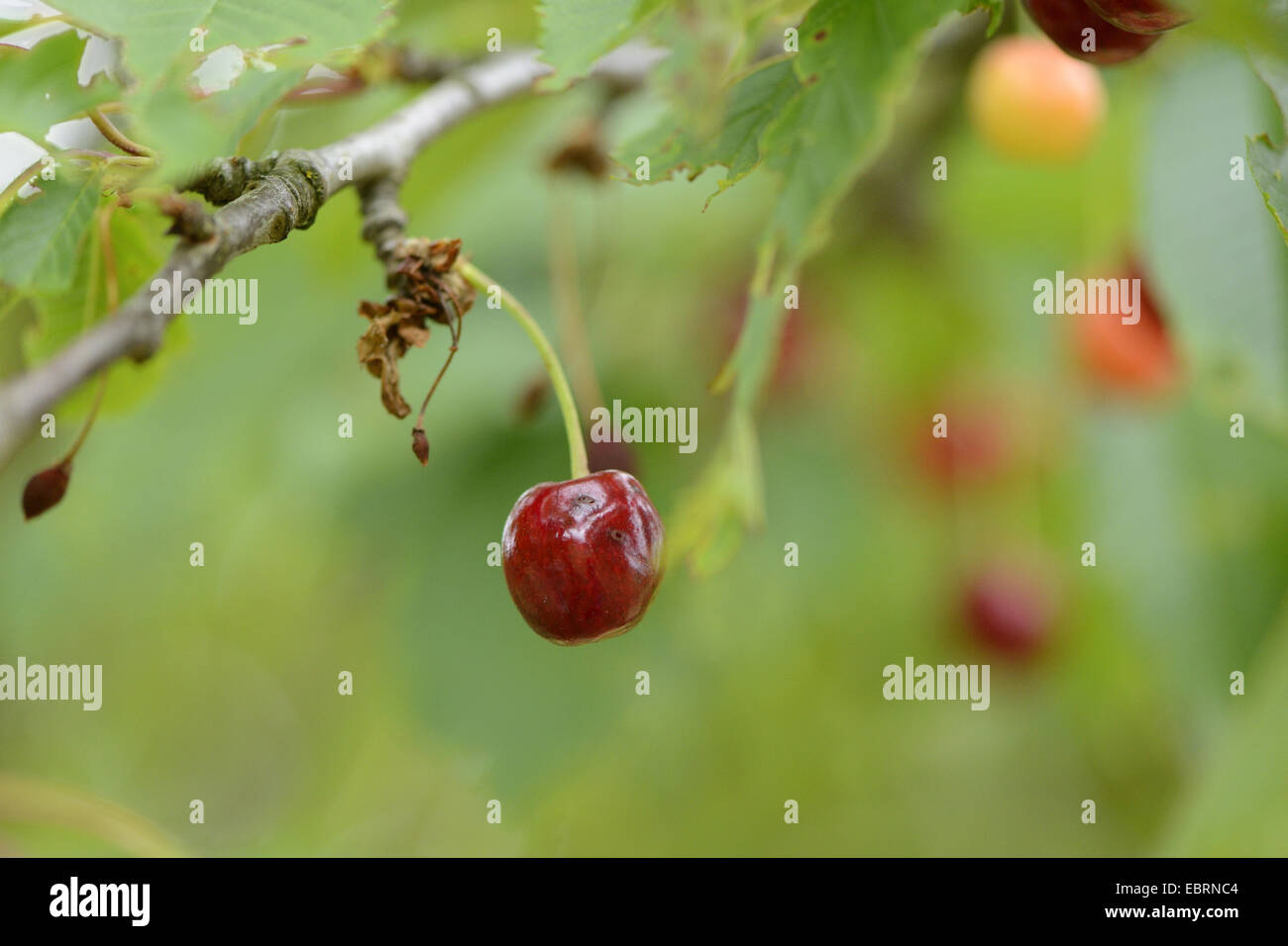 Wild cherry, Sweet cherry, gean, mazzard (Prunus avium), overripe cherry on a branch, Germany, Bavaria Stock Photo
