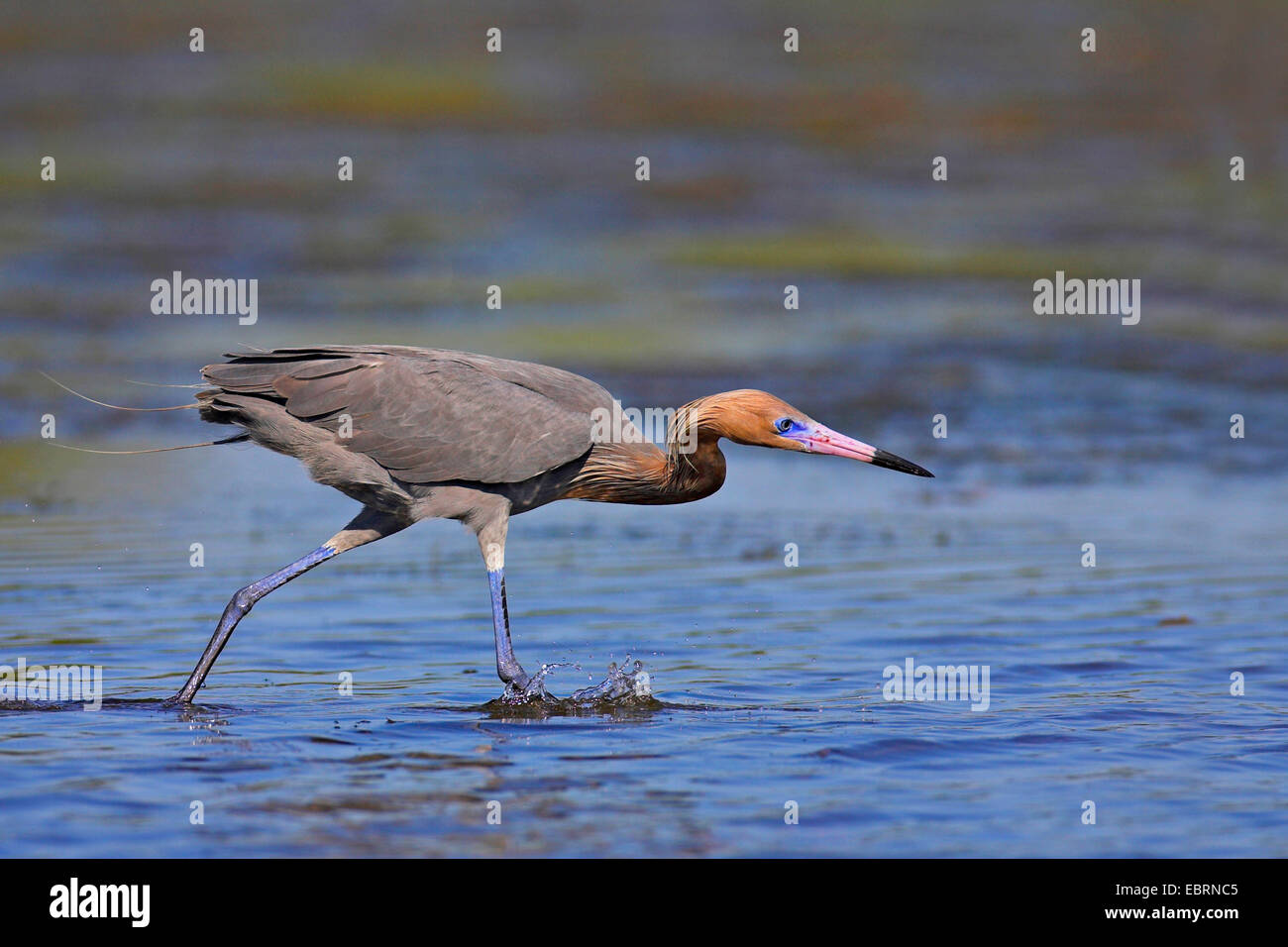 Reddish egret (Egretta rufescens), looks for fish in shallow water, USA, Florida, Sanibel Island Stock Photo