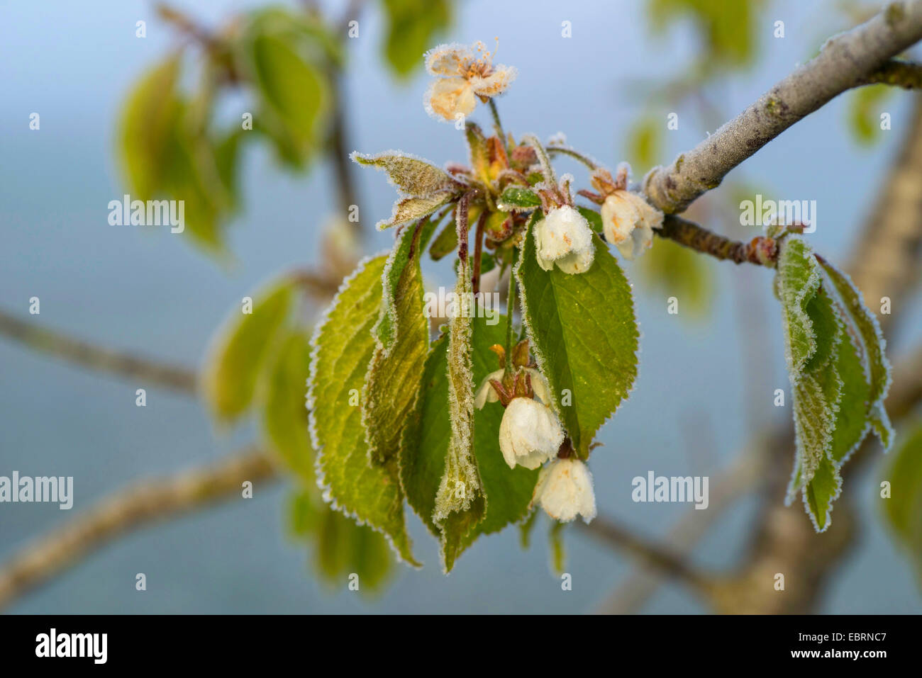 Wild cherry, Sweet cherry, gean, mazzard (Prunus avium), flowers with hoar frost, Germany, Bavaria, Oberbayern, Upper Bavaria Stock Photo