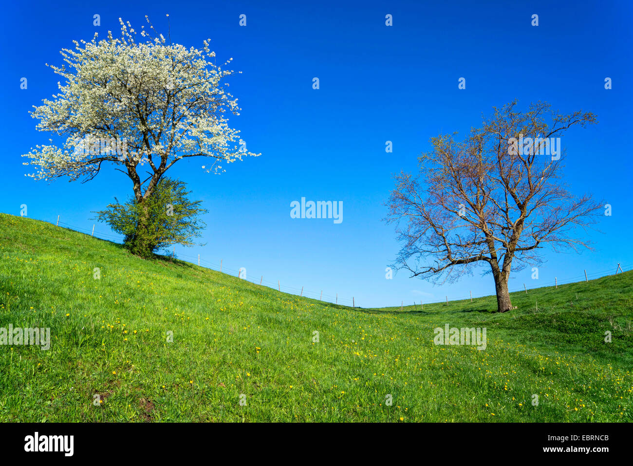 Wild cherry, Sweet cherry, gean, mazzard (Prunus avium), two trees on a hill in spring, the left one is a bloomimg wild cherry, Germany, Bavaria, Oberbayern, Upper Bavaria Stock Photo