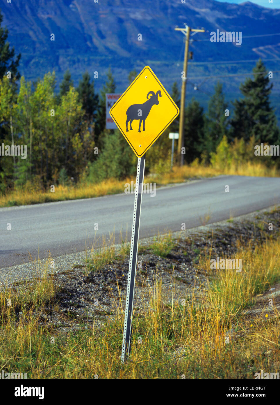 Big Pine Elk Crossing Xing Symbol Highway Route Sign 