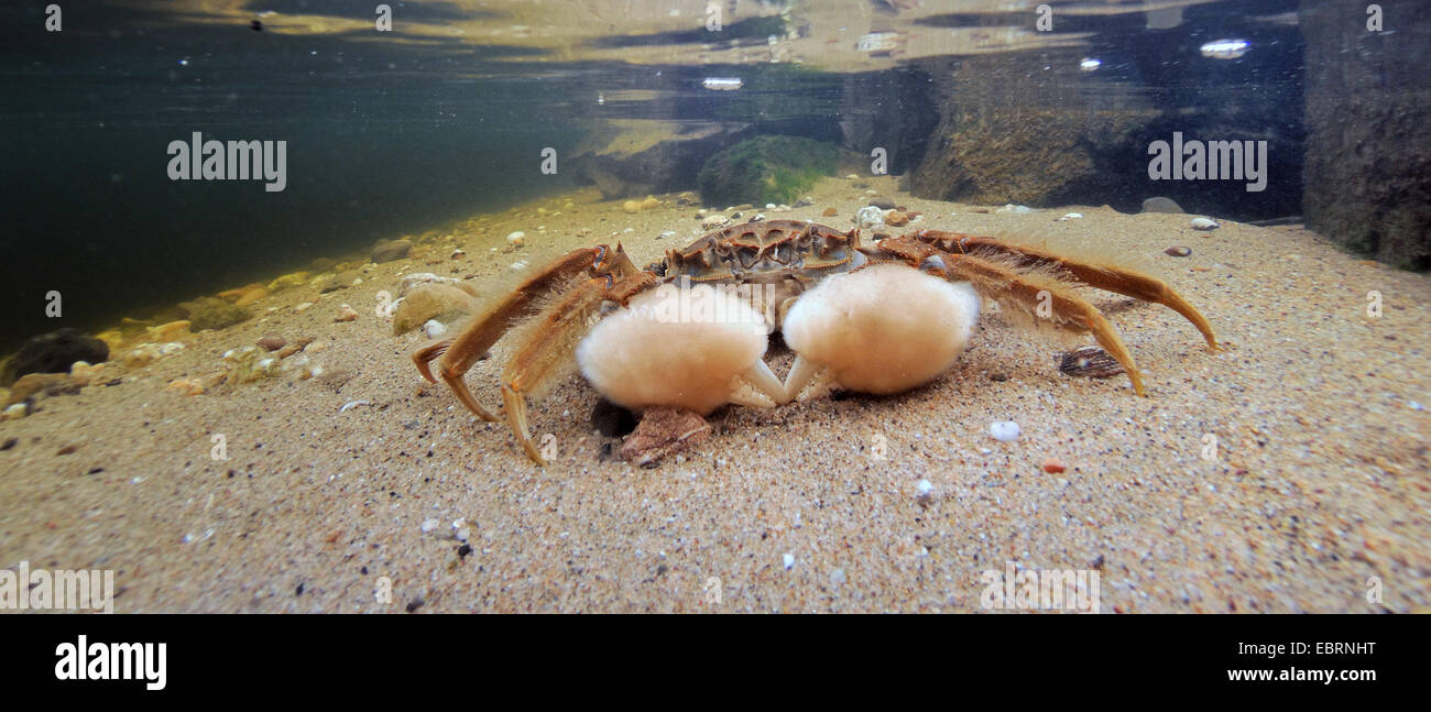 Chinese mitten crab (Eriocheir sinensis), at the riverside of the Rhine, Germany, North Rhine-Westphalia, Duesseldorf Stock Photo
