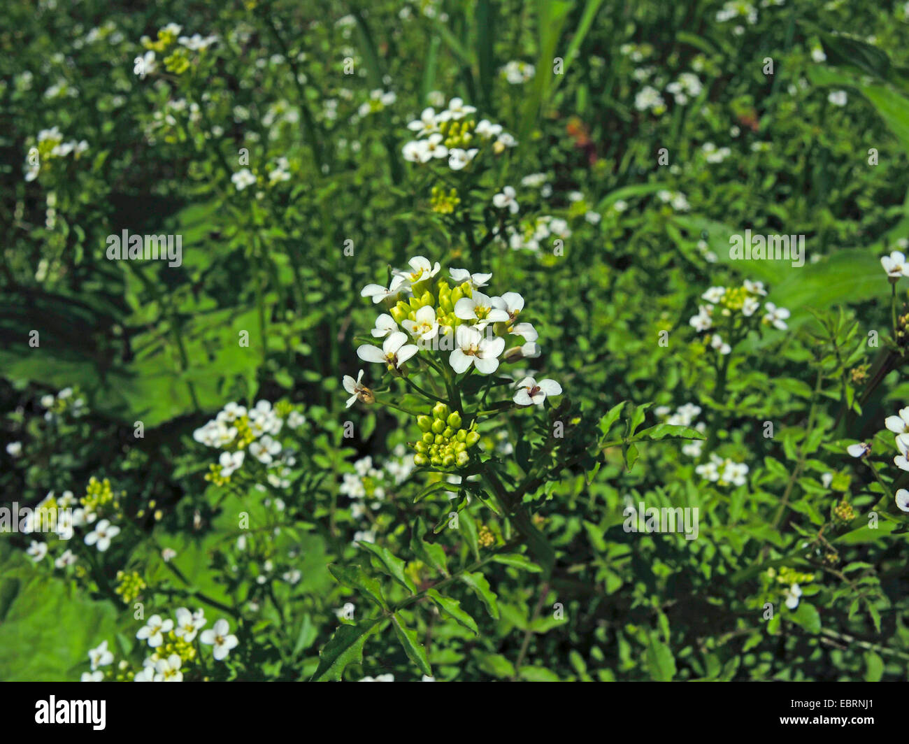 one-row water-cress (Nasturtium microphyllum), blooming, Germany, North Rhine-Westphalia Stock Photo