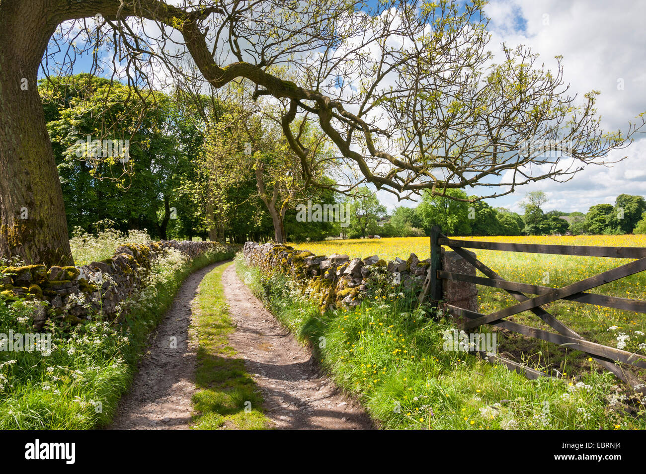 English country lane with gate and Ash tree on a beautifully sunny, summer day in th Peak District, Derbyshire. Stock Photo