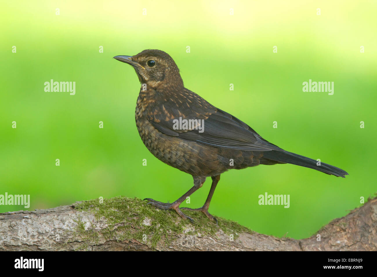 blackbird (Turdus merula), young female on a branch, Germany, North Rhine-Westphalia Stock Photo