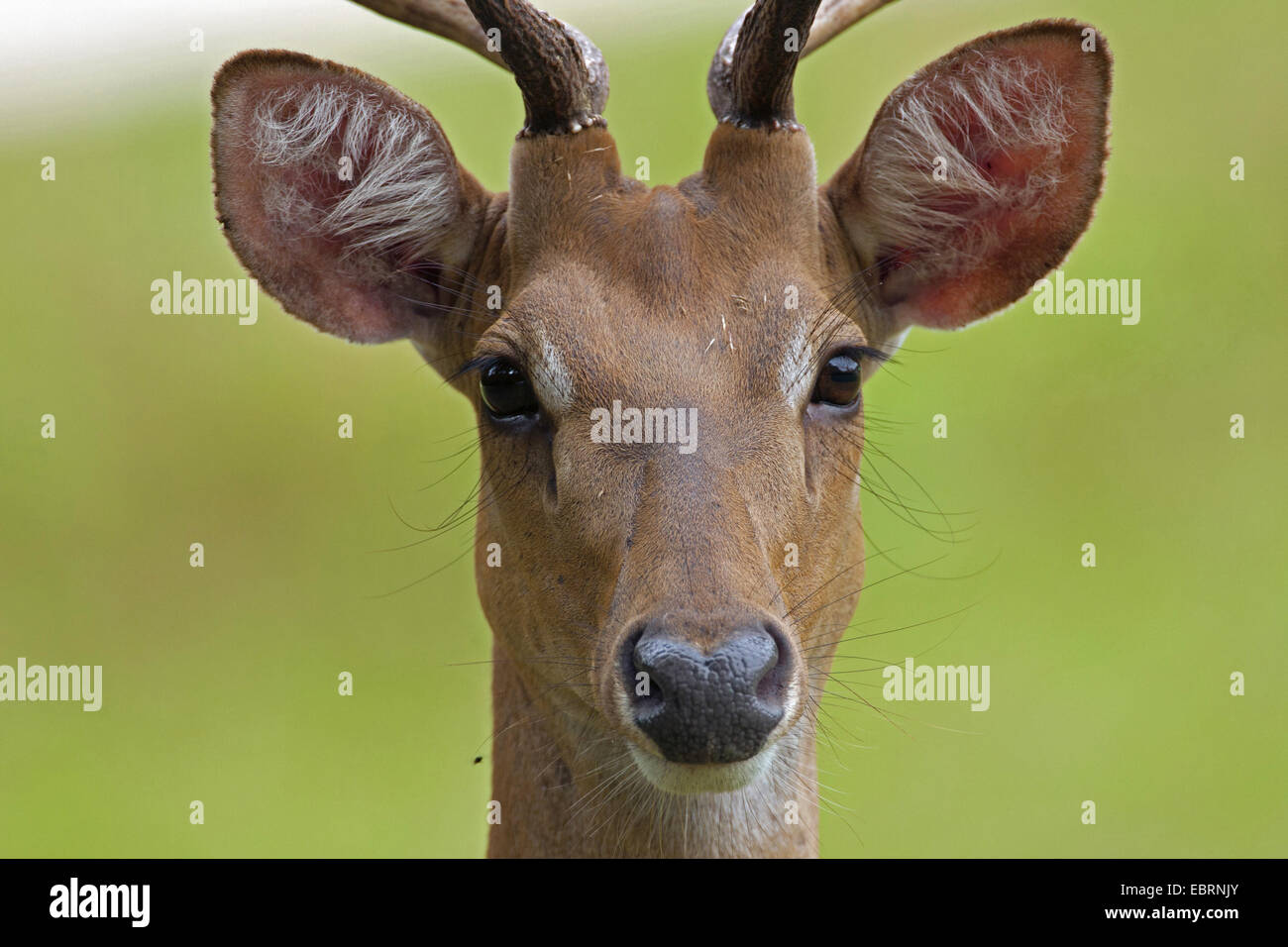 Thamin, Brow-antlered deer, Eld's deer (Panolia eldii, Rucervus eldii, Cervus eldii), portrait of a stag, Thailand, Huai Kha Khaeng Wildlife Sanctua Stock Photo