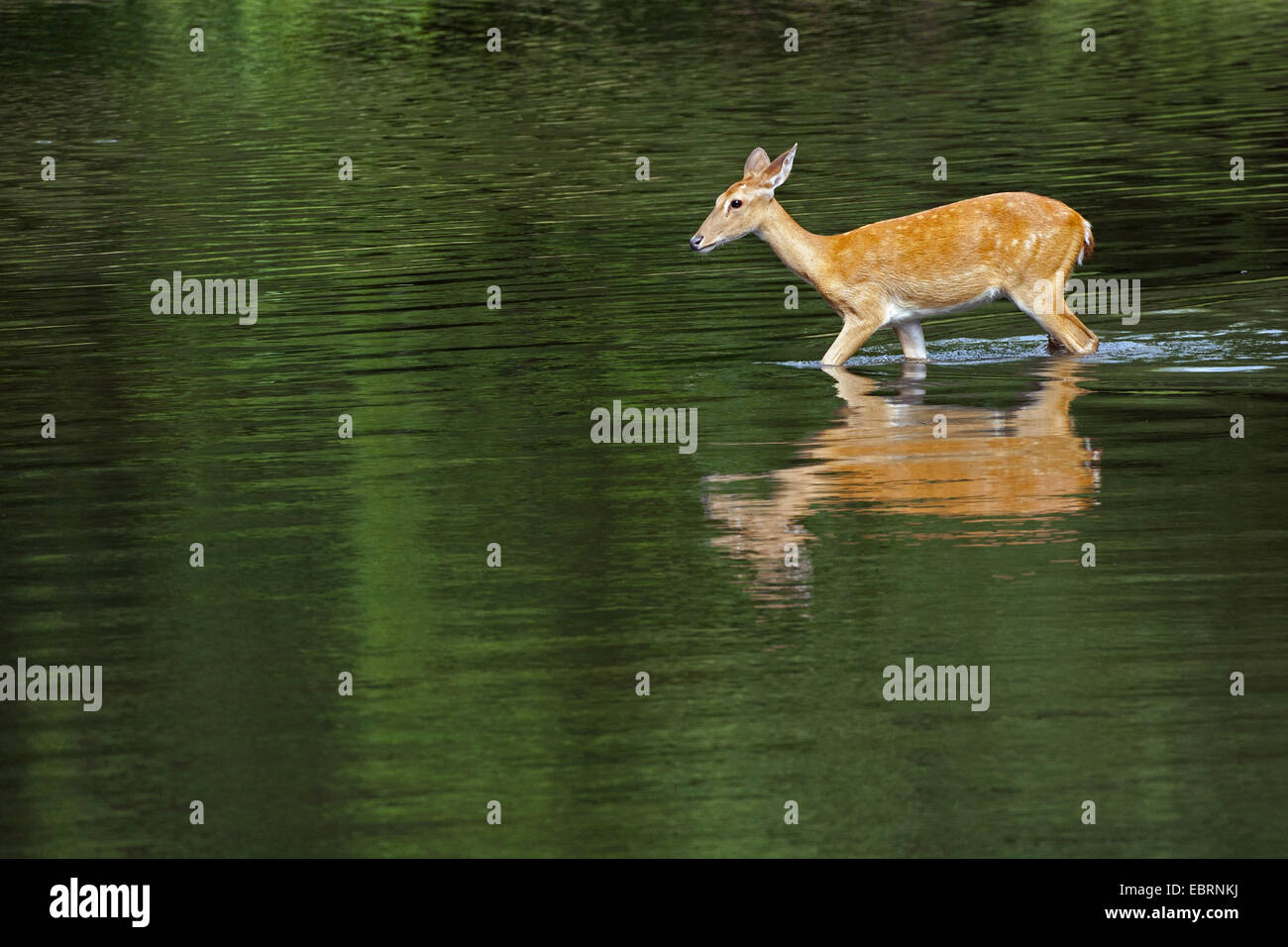 Thamin, Brow-antlered deer, Eld's deer (Panolia eldii, Rucervus eldii, Cervus eldii), walking through water, Thailand, Huai Kha Khaeng Wildlife Sanctua Stock Photo