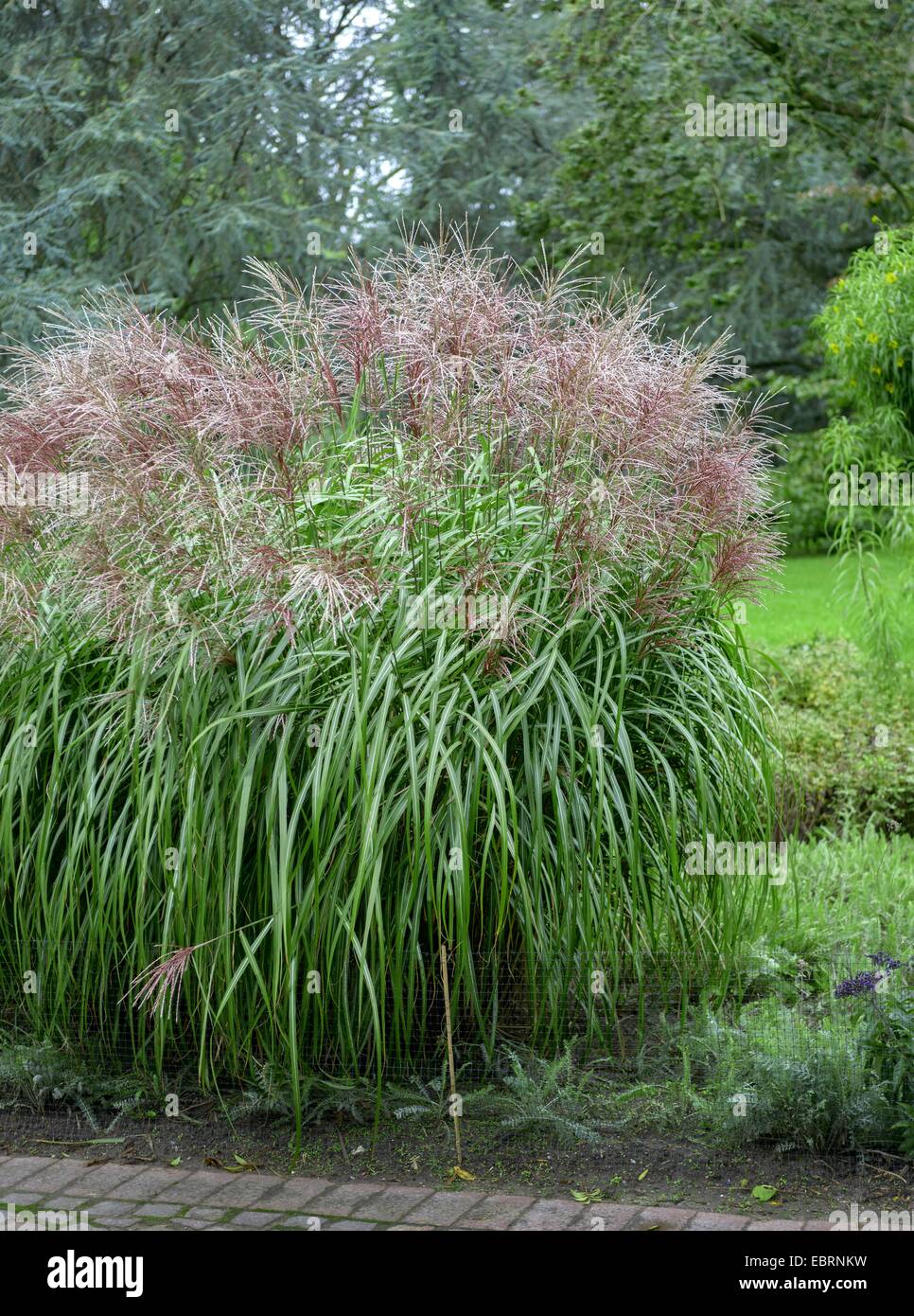 Chinese silver grass, Zebra grass, Tiger grass (Miscanthus sinensis 'Malepartus', Miscanthus sinensis Malepartus), cultivar Malepartus Stock Photo