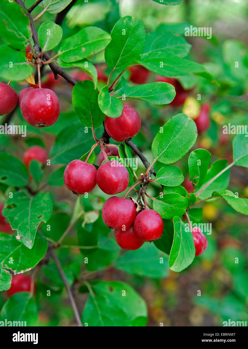 ornamental apple tree (Malus 'Gorgeous', Malus Gorgeous), cultivar Gorgeous, Germany Stock Photo