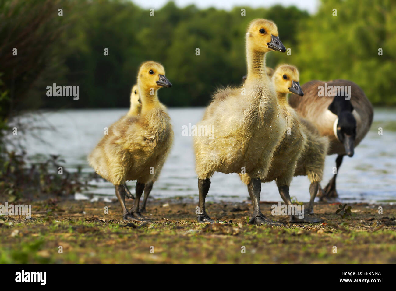 Canada goose (Branta canadensis), young geese with mother, Germany, North Rhine-Westphalia Stock Photo