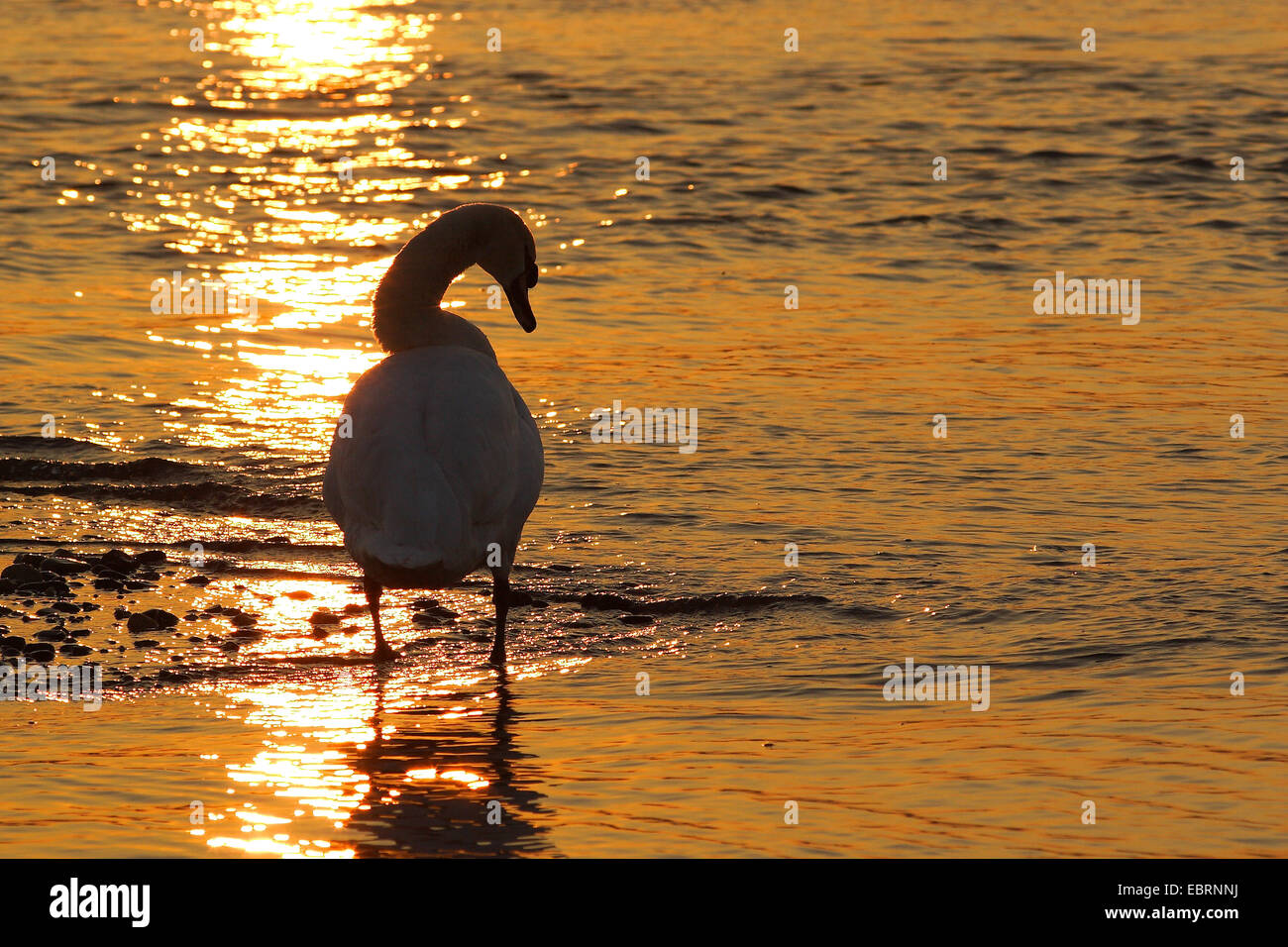 mute swan (Cygnus olor), standing at sunset in shallow stretch of water , Germany, North Rhine-Westphalia Stock Photo