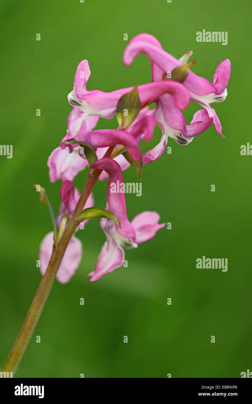 bulbous corydalis, fumewort (Corydalis cava), inflorescence, Germany Stock Photo