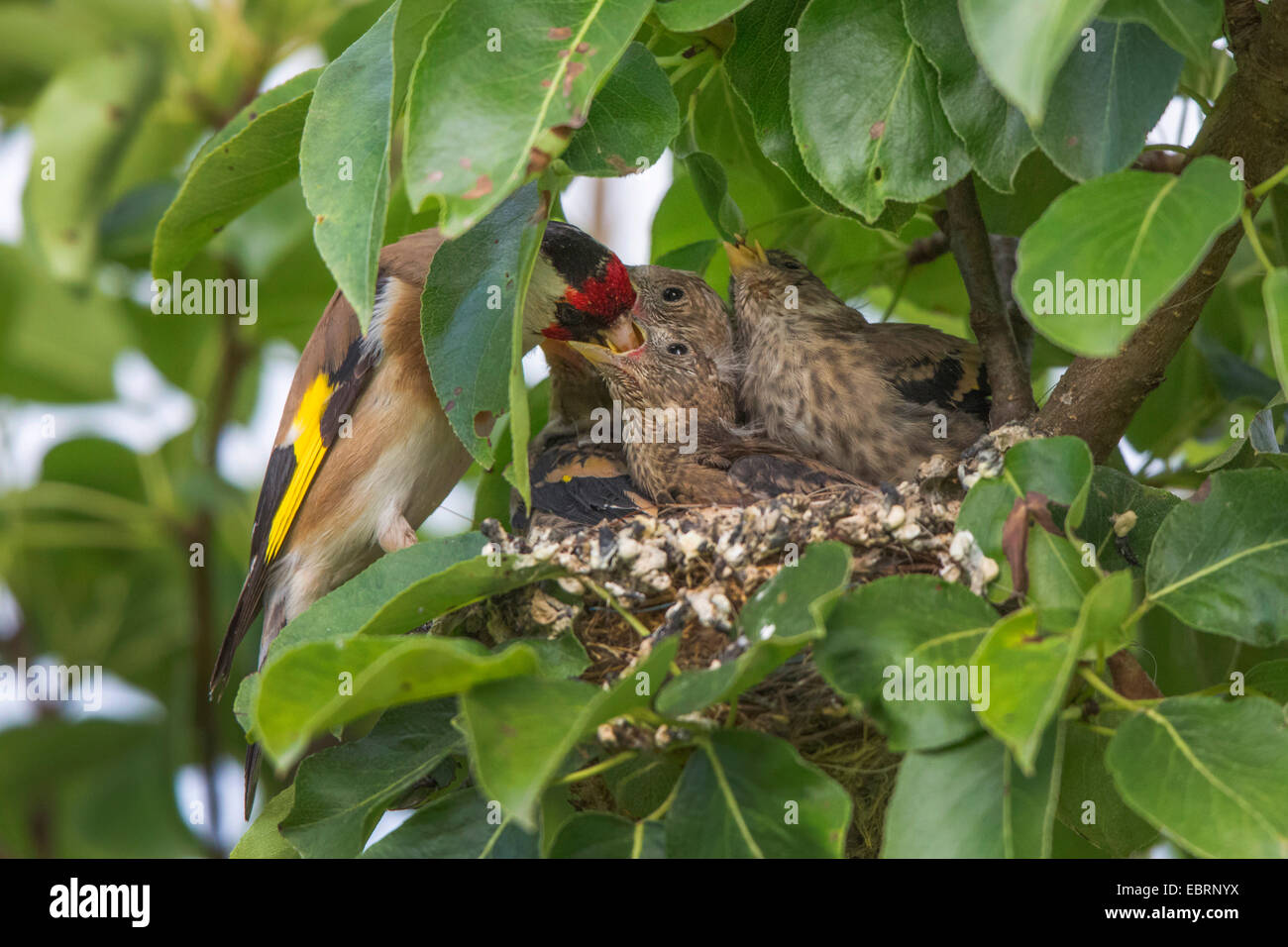 Eurasian goldfinch (Carduelis carduelis), adult feeds fledged squeakers in their nest, Germany, Bavaria Stock Photo