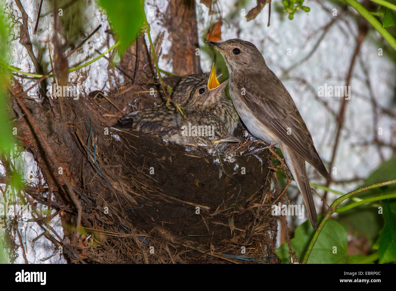 spotted flycatcher (Muscicapa striata), nest in an old blackbird nest, feeds nearly fledged squeakers, Germany, Bavaria, Isental Stock Photo