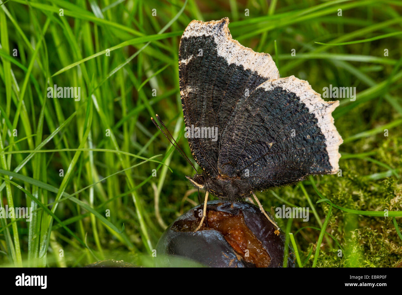 Camberwell beauty (Nymphalis antiopa), feeds on a fallen and bursted plum, Germany Stock Photo