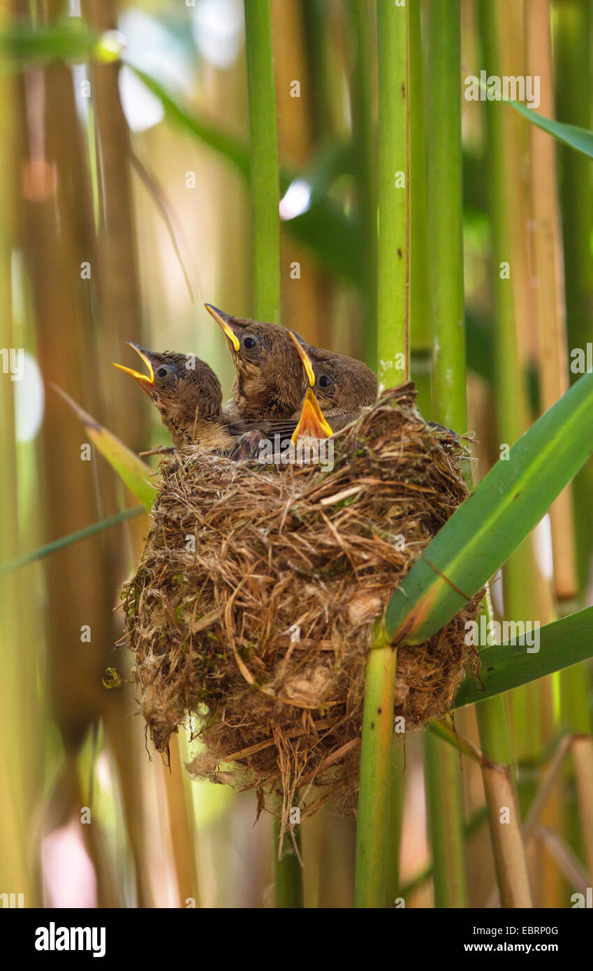 reed warbler (Acrocephalus scirpaceus), squeakers immediatelly before starting in the nest, Germany, Bavaria Stock Photo