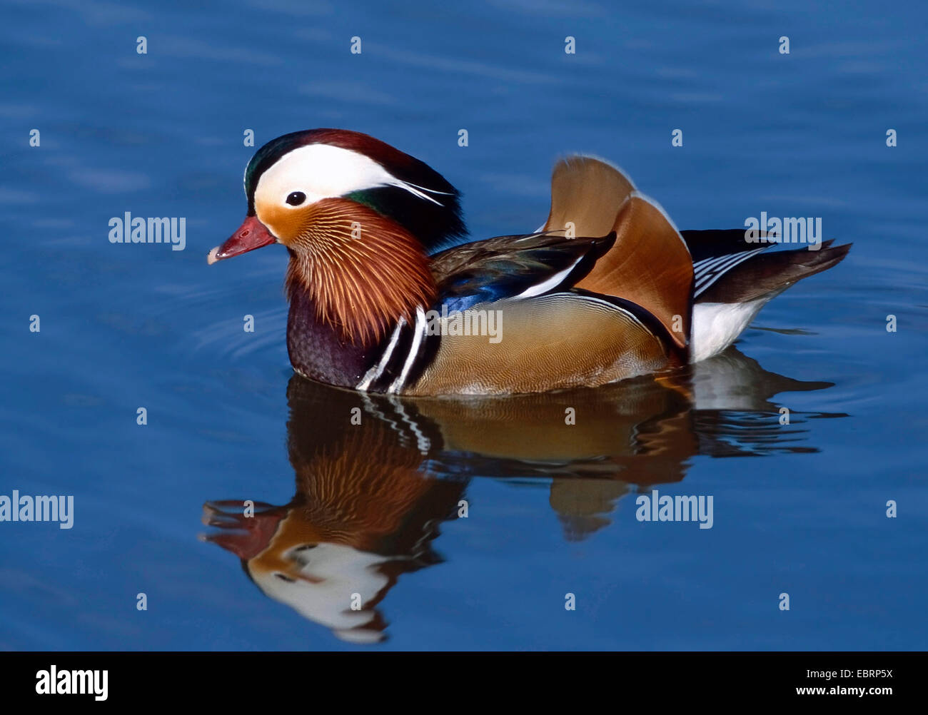mandarin duck (Aix galericulata), swimming male, Germany Stock Photo ...
