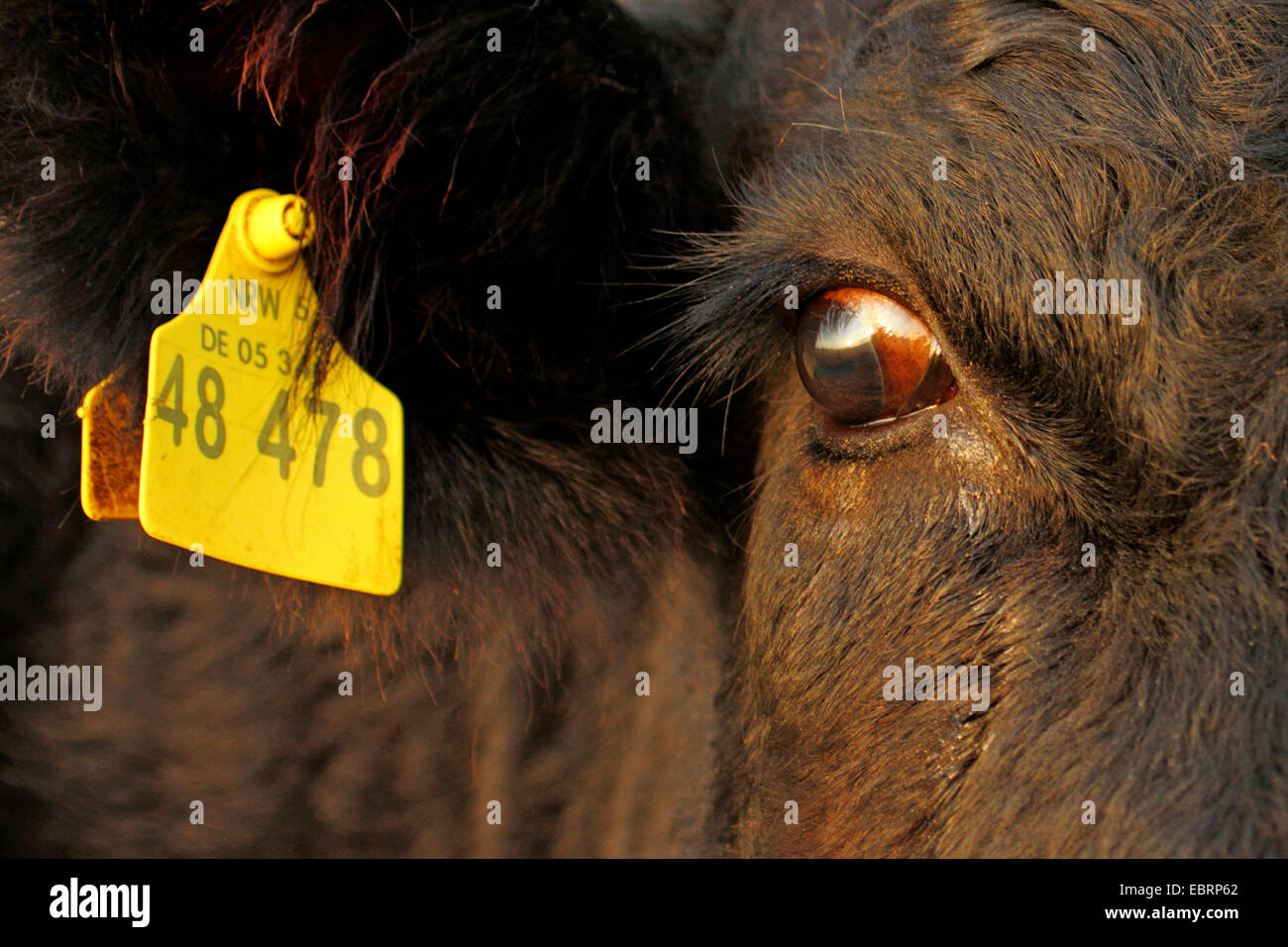 domestic cattle (Bos primigenius f. taurus), closeup of eye and yellow ear tag for official identification of cattle, Germany, North Rhine-Westphalia Stock Photo
