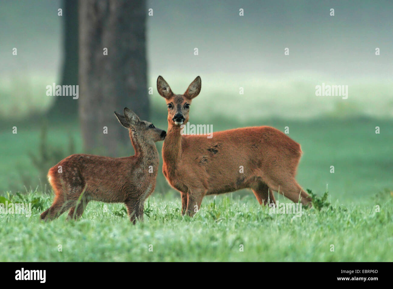 Doe roe deer female hi-res stock photography and images - Alamy