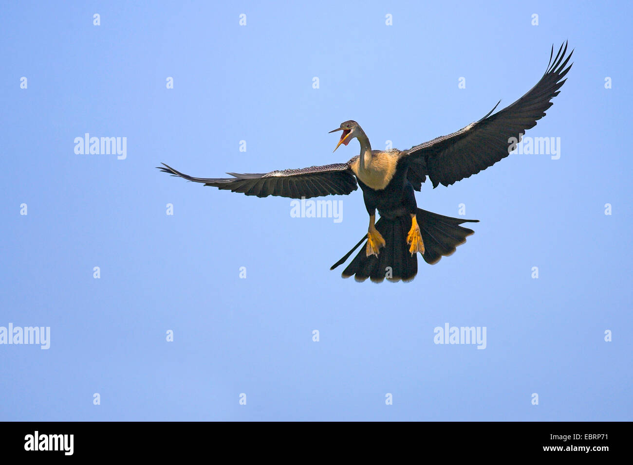 American darter (Anhinga anhinga), female in flight, USA, Florida, South Venice Stock Photo